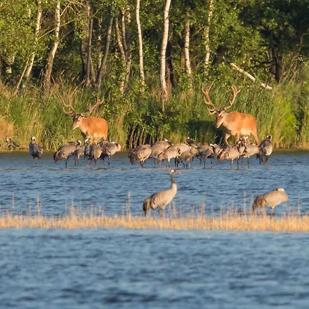 Maribell Daire Jabel